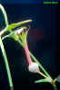 Ceropegia multiflora ssp tentaculata N.E.Br. Huber.jpg (31345 bytes)