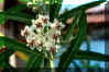 Gomphocarpus fruticosus (Linn.) Aiton [Flower].jpg (38343 bytes)