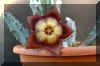 Tromotriche revoluta Masson Haworth [Brown flowered form].JPG (44919 bytes)