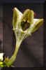 Ceropegia sandersonii hybrid 'Mars'.JPG (40050 bytes)