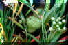 Gomphocarpus fruticosus (Linn.) Aiton [Fruit].jpg (55347 bytes)