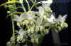 Gomphocarpus_fruticosus_ssp._flavidus_N.E.Br._D.J.Goyder_Flower.jpg (227085 bytes)