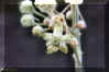 Gomphocarpus sp. Linn. Leeu-Gamka.jpg (45275 bytes)