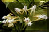 Hoya multiflora Blume 'Shooting Star'.JPG (48954 bytes)