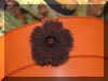 Huernia sp. aff saudi arabica R.Brown [Asc018].jpg (32450 bytes)