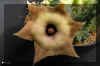 Huernia_thudichumii_L.C.Leach_PVB4958_Spitzcop_Prince_Albert.jpg (94834 bytes)