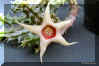 Huernia verekeri var pauciflora L.C.Leach PVB7681.JPG (81489 bytes)