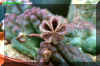 Pectinaria articulata ssp. articulata Ait. Haw.jpg (53606 bytes)
