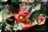 Piaranthus framesii Pillans (Gannabos ).jpg (55994 bytes)