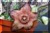 Stapelia hybrid 'maculosa' J.Donn.jpg (106201 bytes)