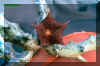 Stapelianthus hardyi Lavranos.jpg (59766 bytes)